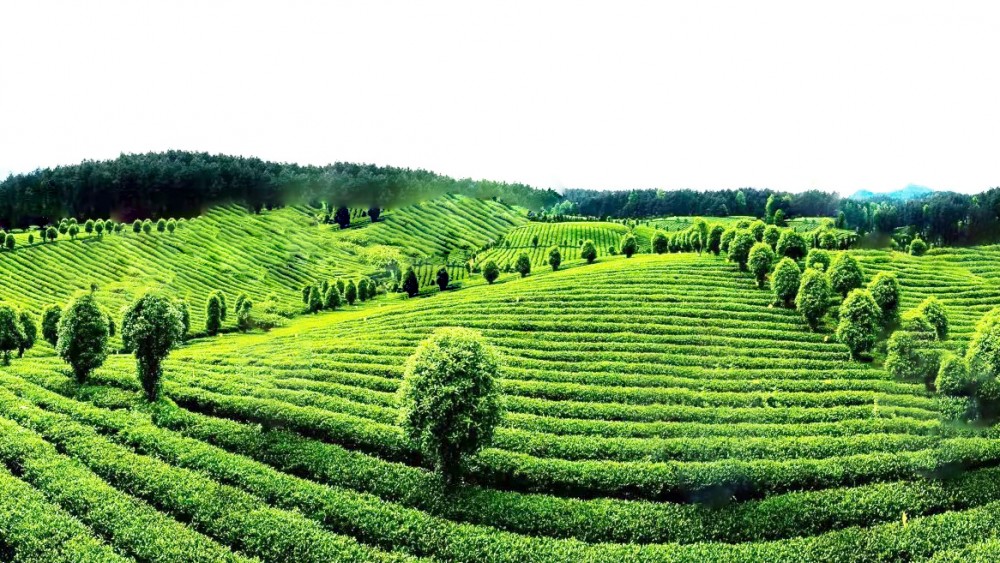 开阳富硒茶